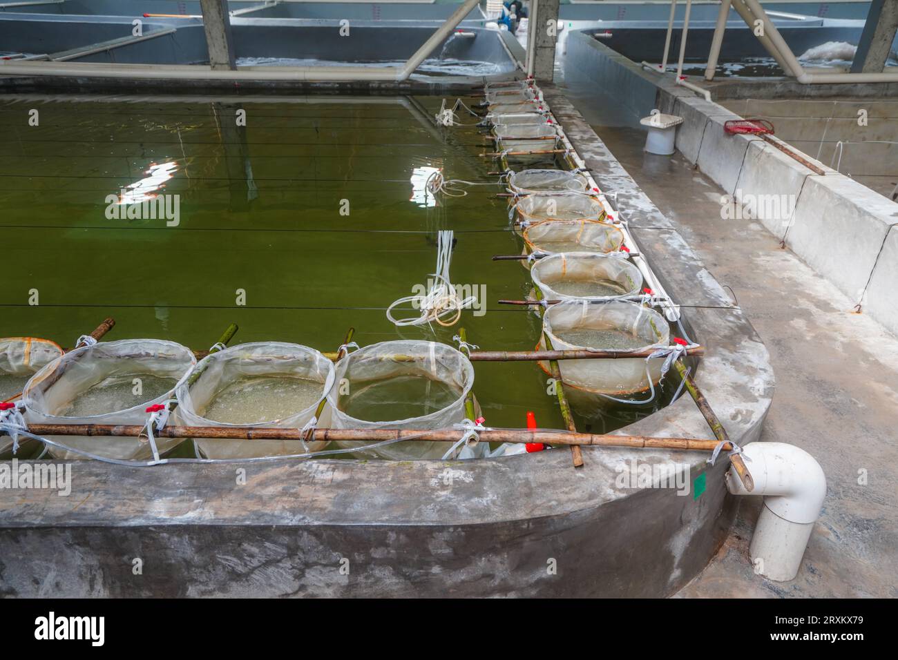 The red finned pufferfish eggs by the breeding pool are hatching Stock