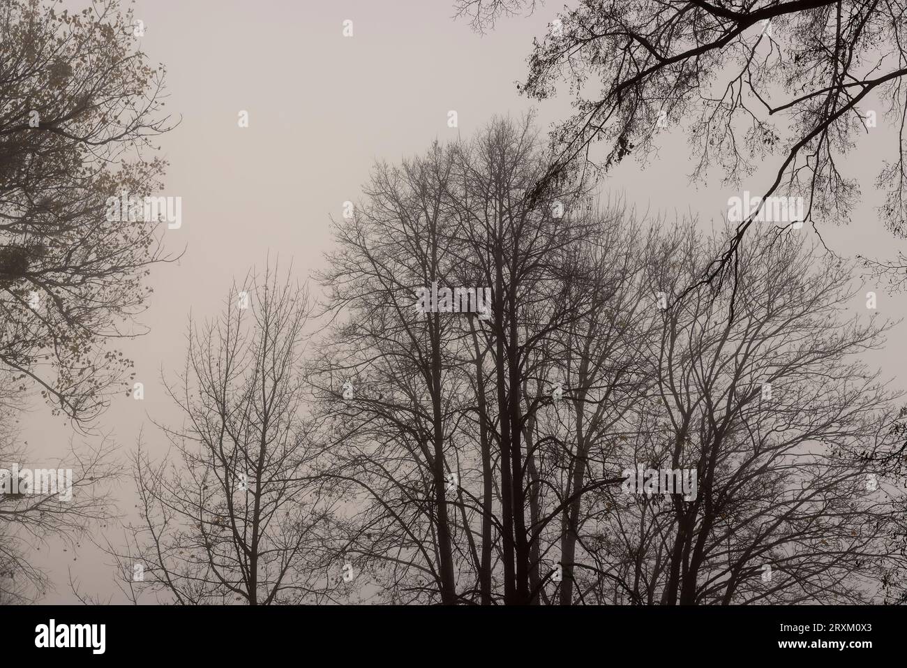 Trees in the park at the end of autumn in cloudy dreary weather, trees without foliage in late autumn and early winter Stock Photo