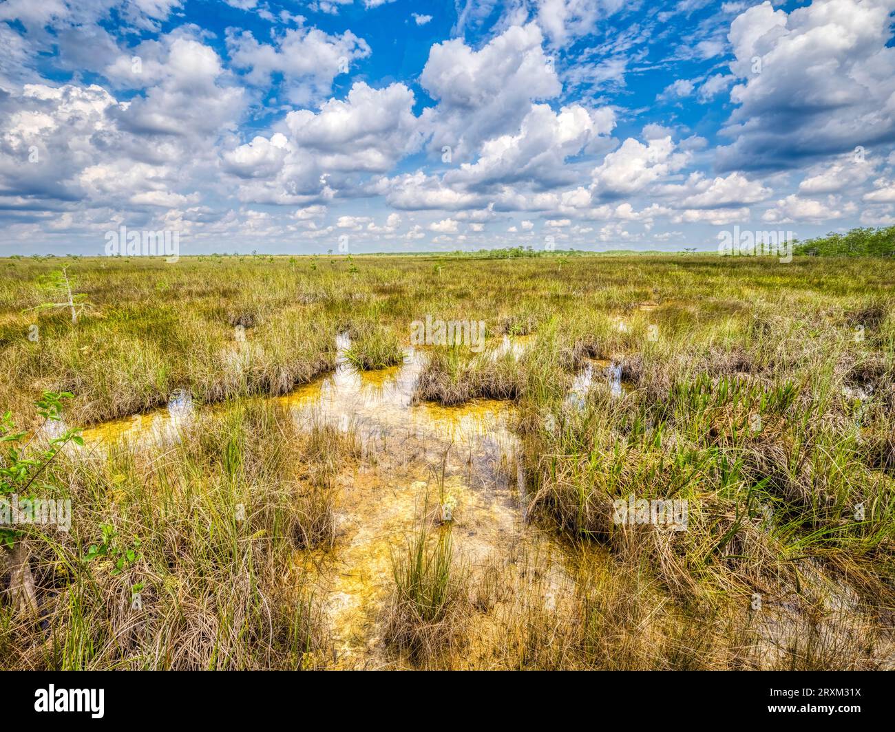 Clouds over sawgrass in Everglades National Park, Florida, USA Stock Photo
