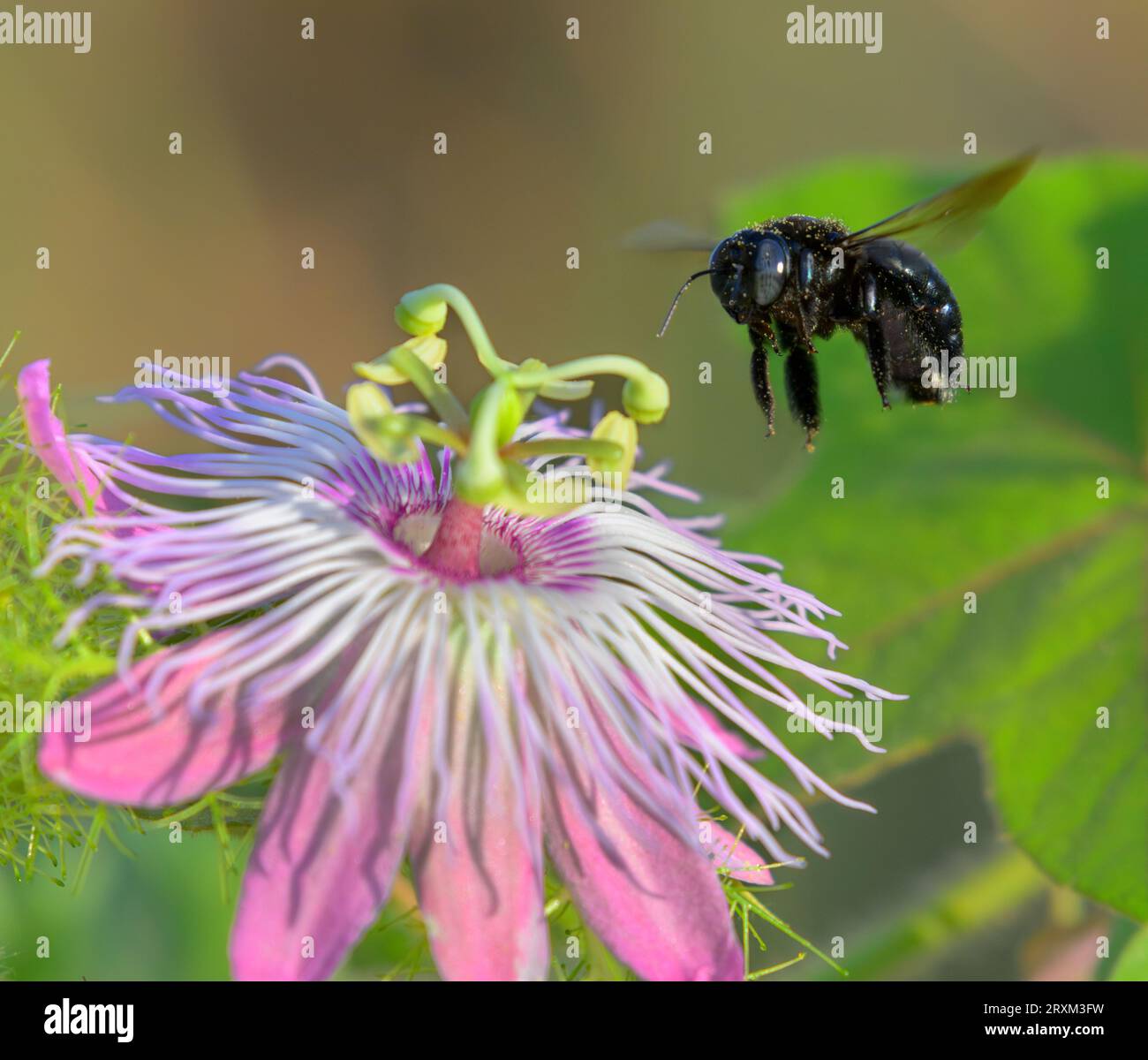 Female southern carpenter bee (Xylocopa micans) approaching flower of the stinking passion flower (Passiflora foetida), Galveston, Texas, USA. Stock Photo