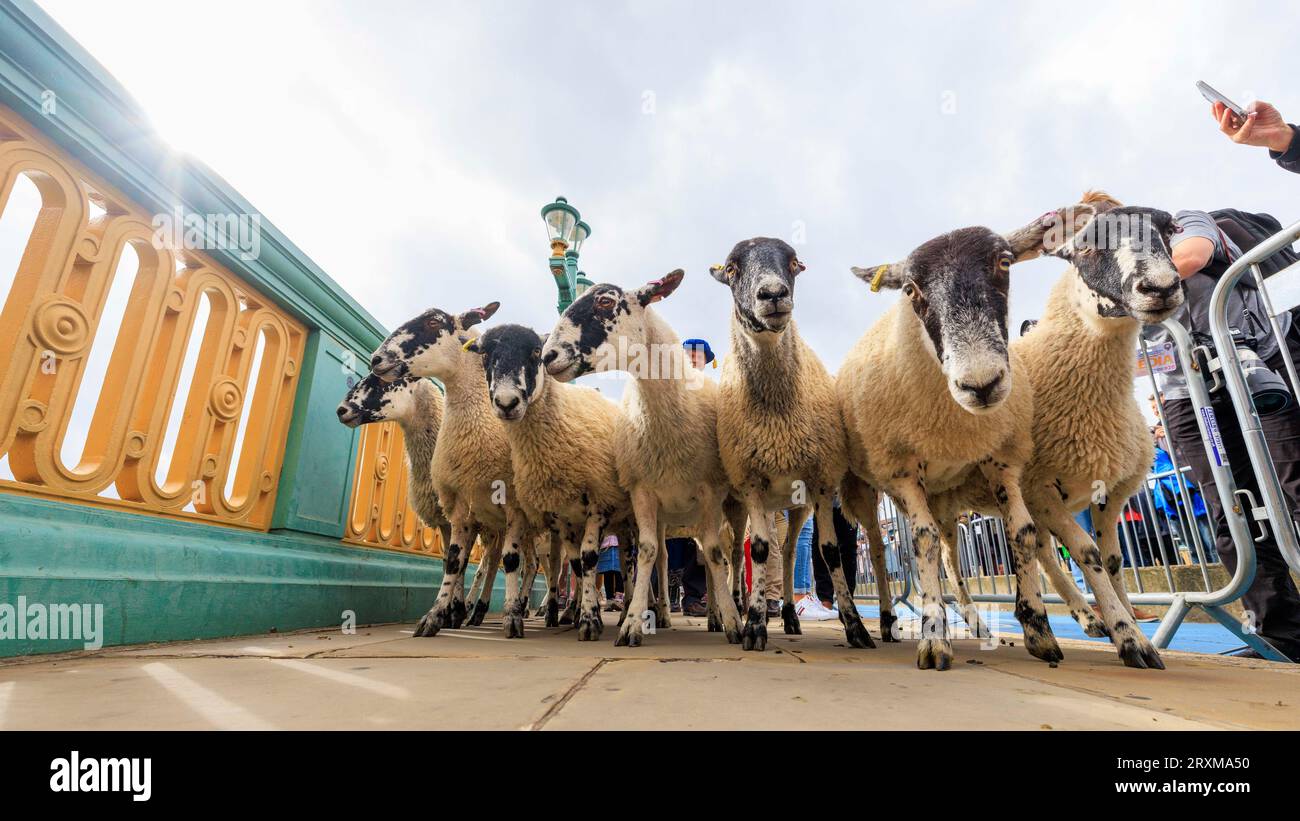 Sheep are driven over Southwark Bridge as Freemen of the City of London ...