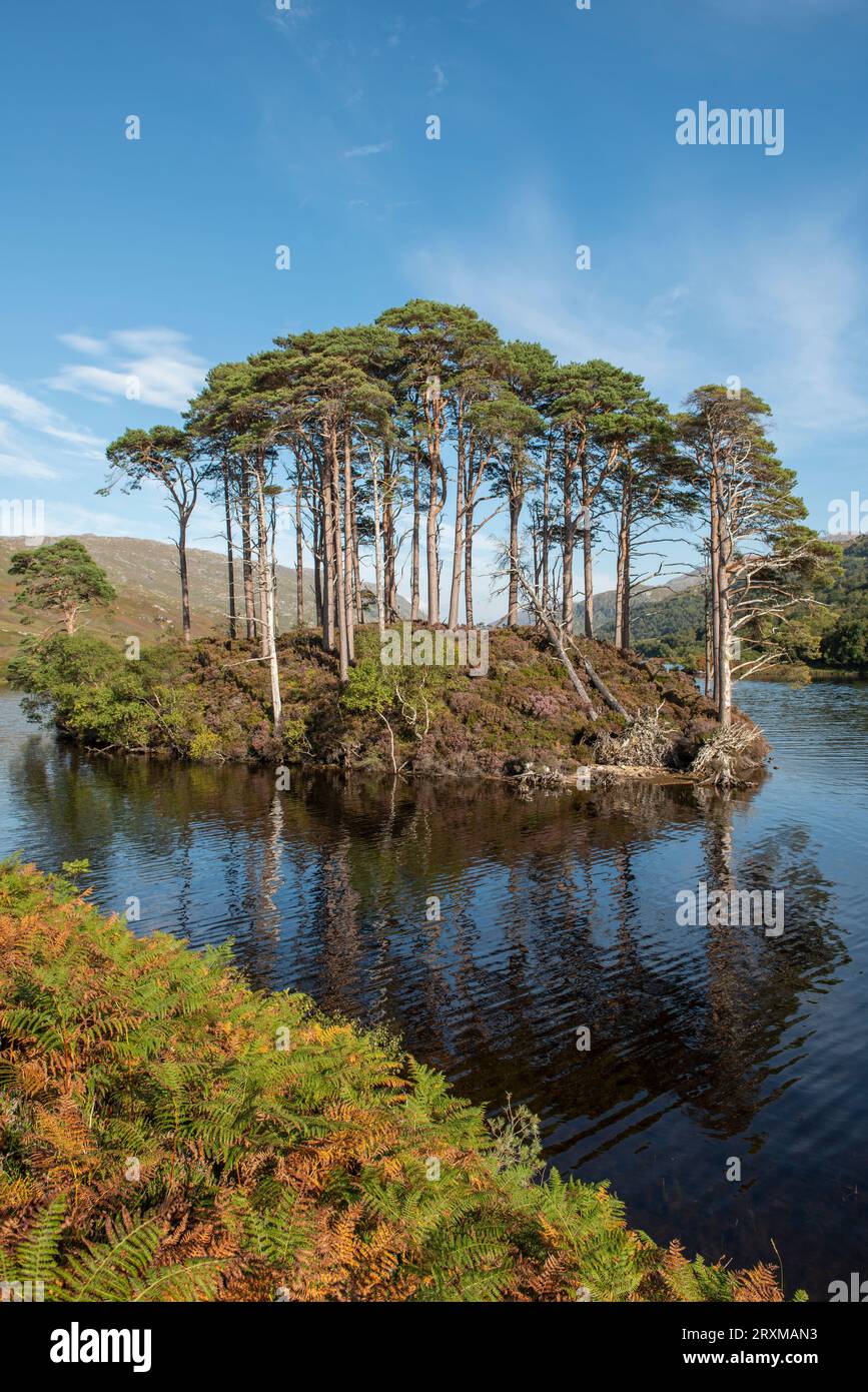 Eilean Na Moine, on Loch Eilt the supposed site of Albus Dumbledore's grave,  Lochaber, Scotland, UK Stock Photo