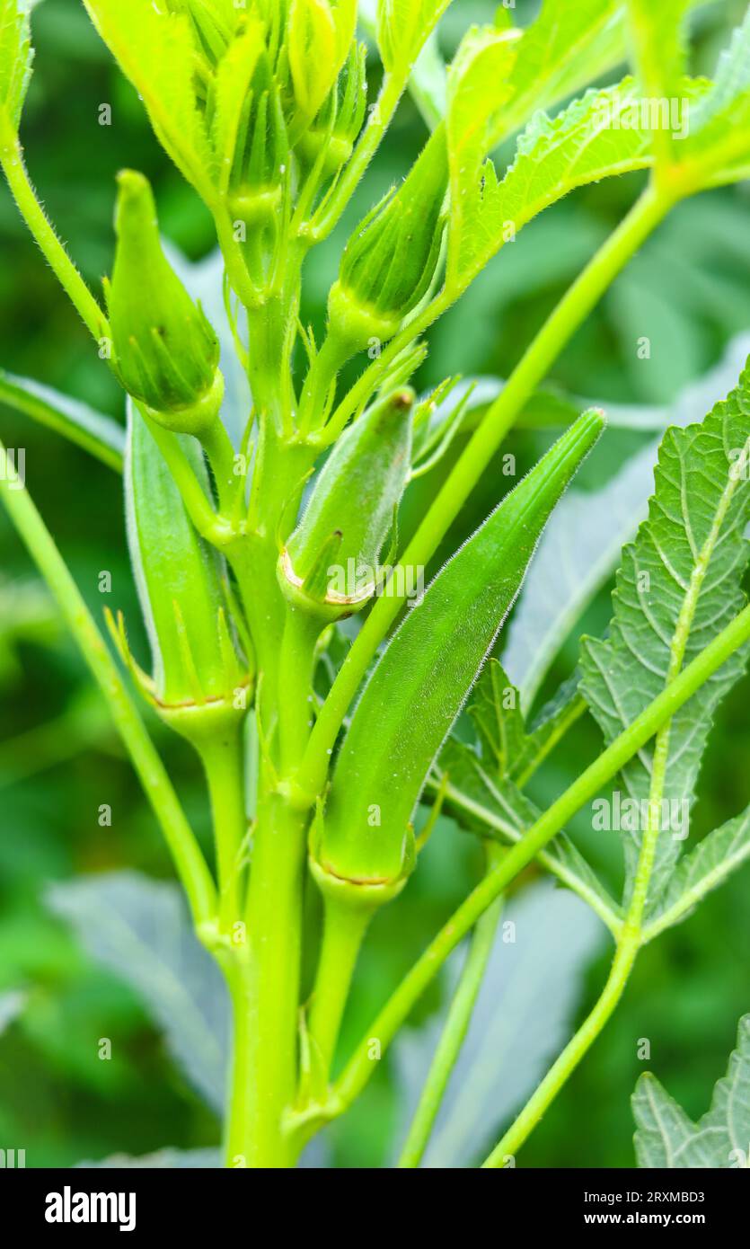 Close up of Okra.Lady fingers. Ladyfingers or okra vegetable on plant