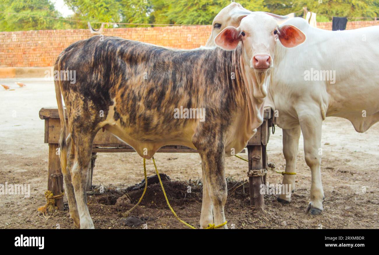 Capture American Brahman cow. Baby cow of American Brahman breed. The Brahman is an American breed of zebuine-taurine hybrid beef cattle. Pakistani Stock Photo