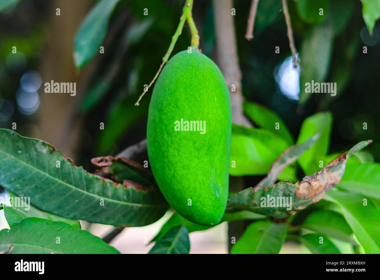 Pluck mango hi-res stock photography and images - Alamy