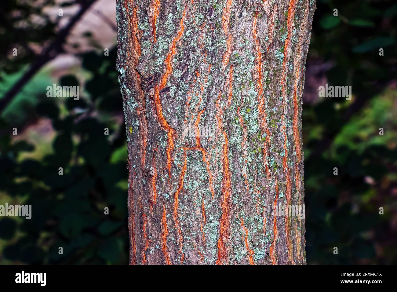Golden rain tree bark detail Latin name Koelreuteria paniculata