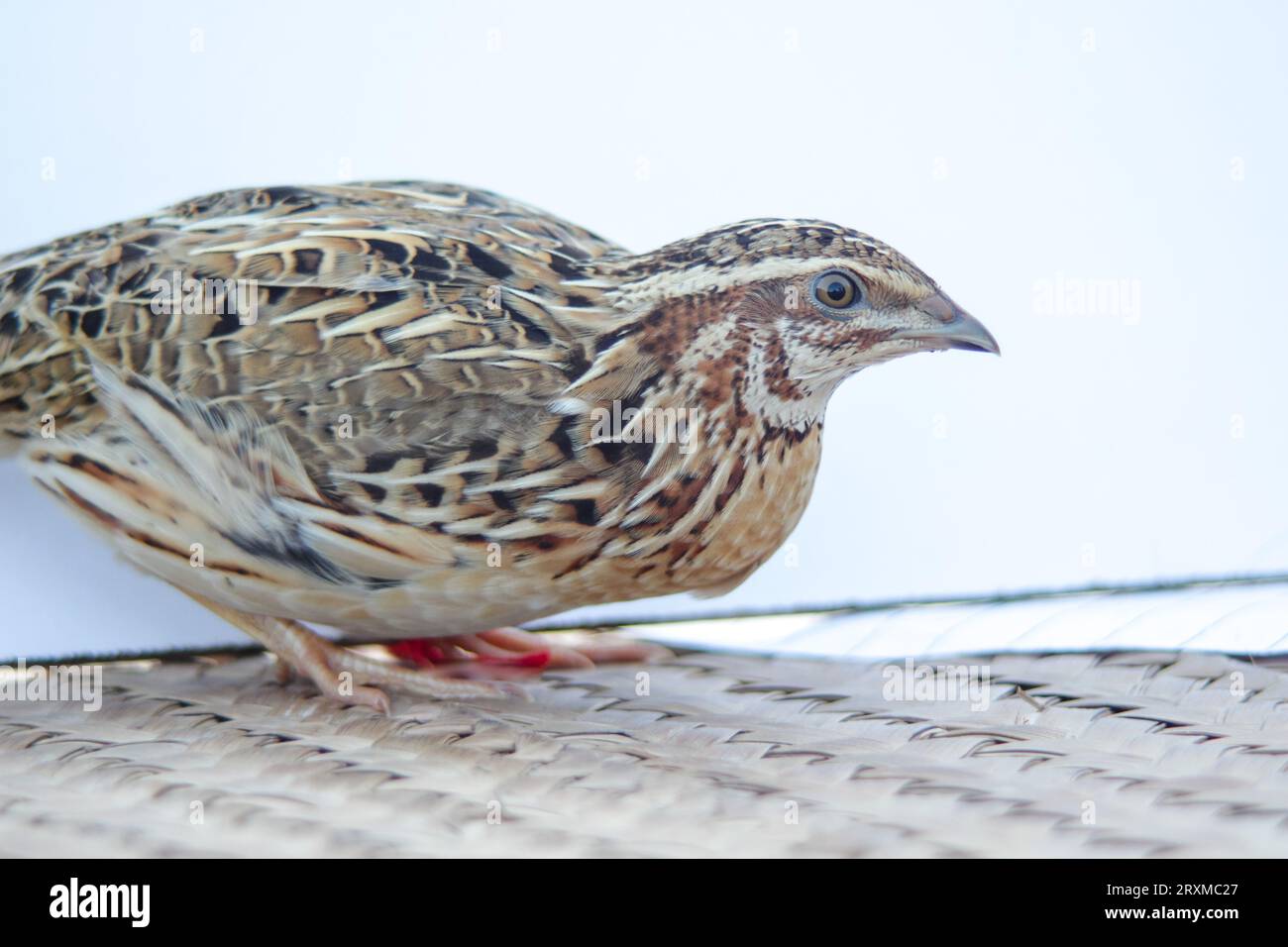 Man holds common quail in hand. Wild domestic common quail coturnix