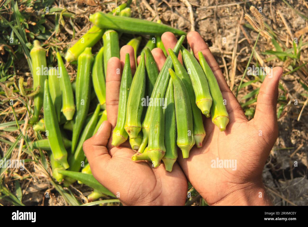 Close up of ladyfingers vegetable on hand. Close up of Okra .Lady