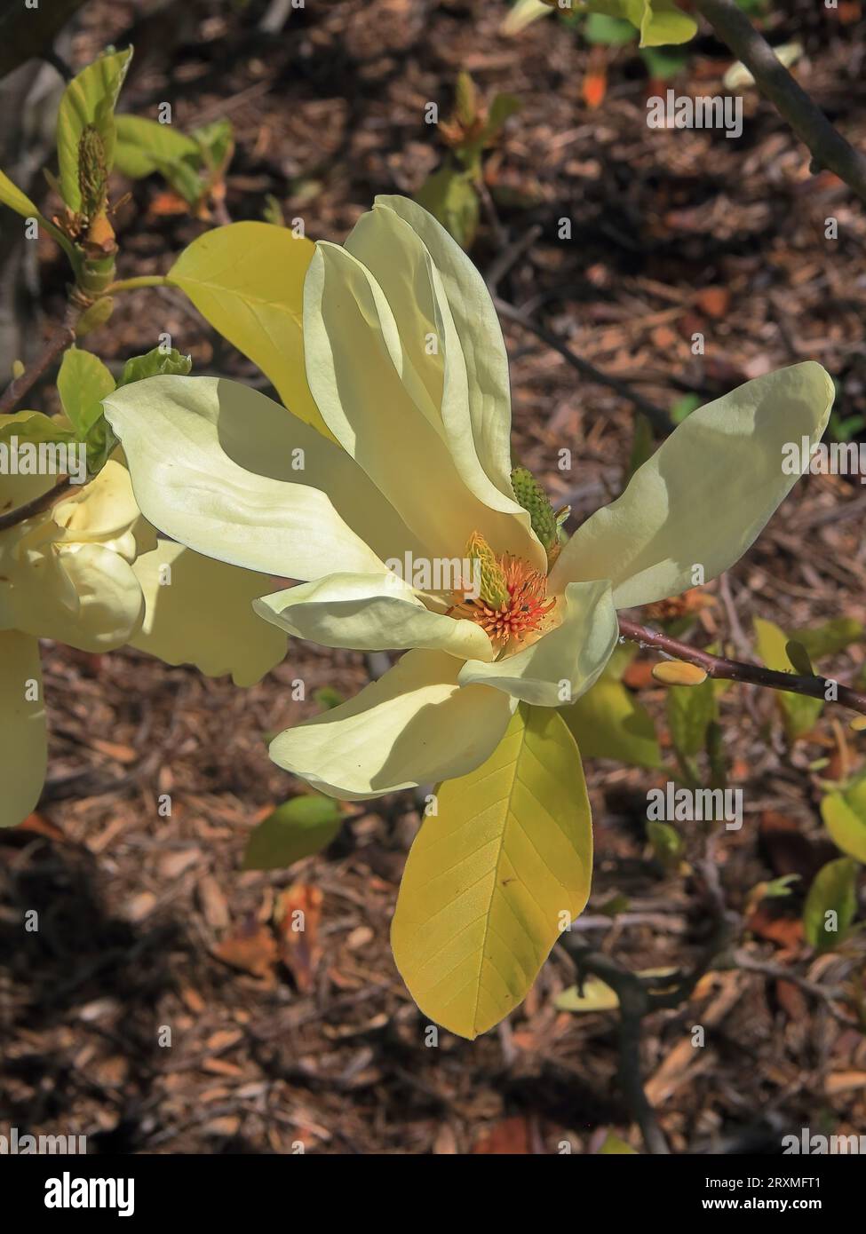The photo was taken in the botanical garden of the city of Odessa. The picture shows a flower of a rare yellow magnolia. Stock Photo