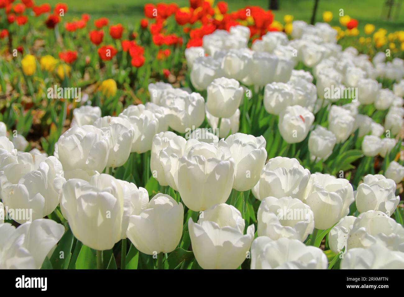 The picture was taken in the spring, in the city park of Istanbul. On the photo there are white tulips on the background of green grass and red tulips Stock Photo