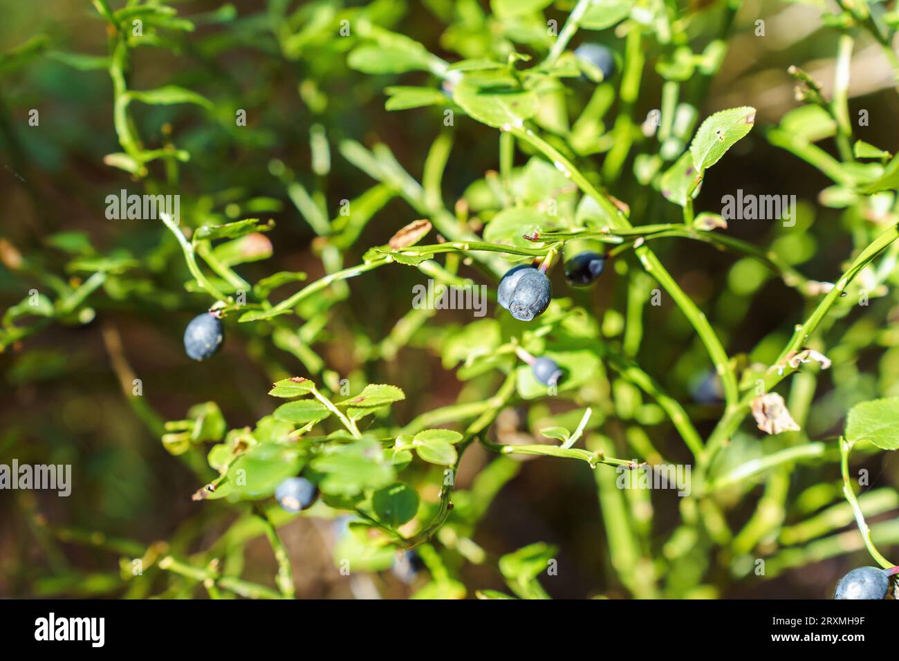 A bush with ripe berries of wild forest blueberries grows in the summer forest in sunlight Stock Photo