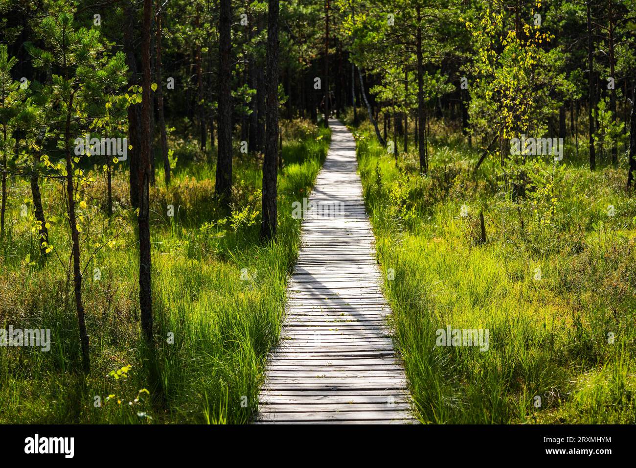 Varnikai Cognitive Walking Way at Trakai Historical National Park, a wooden walking path through the forest and swamps in summer Stock Photo