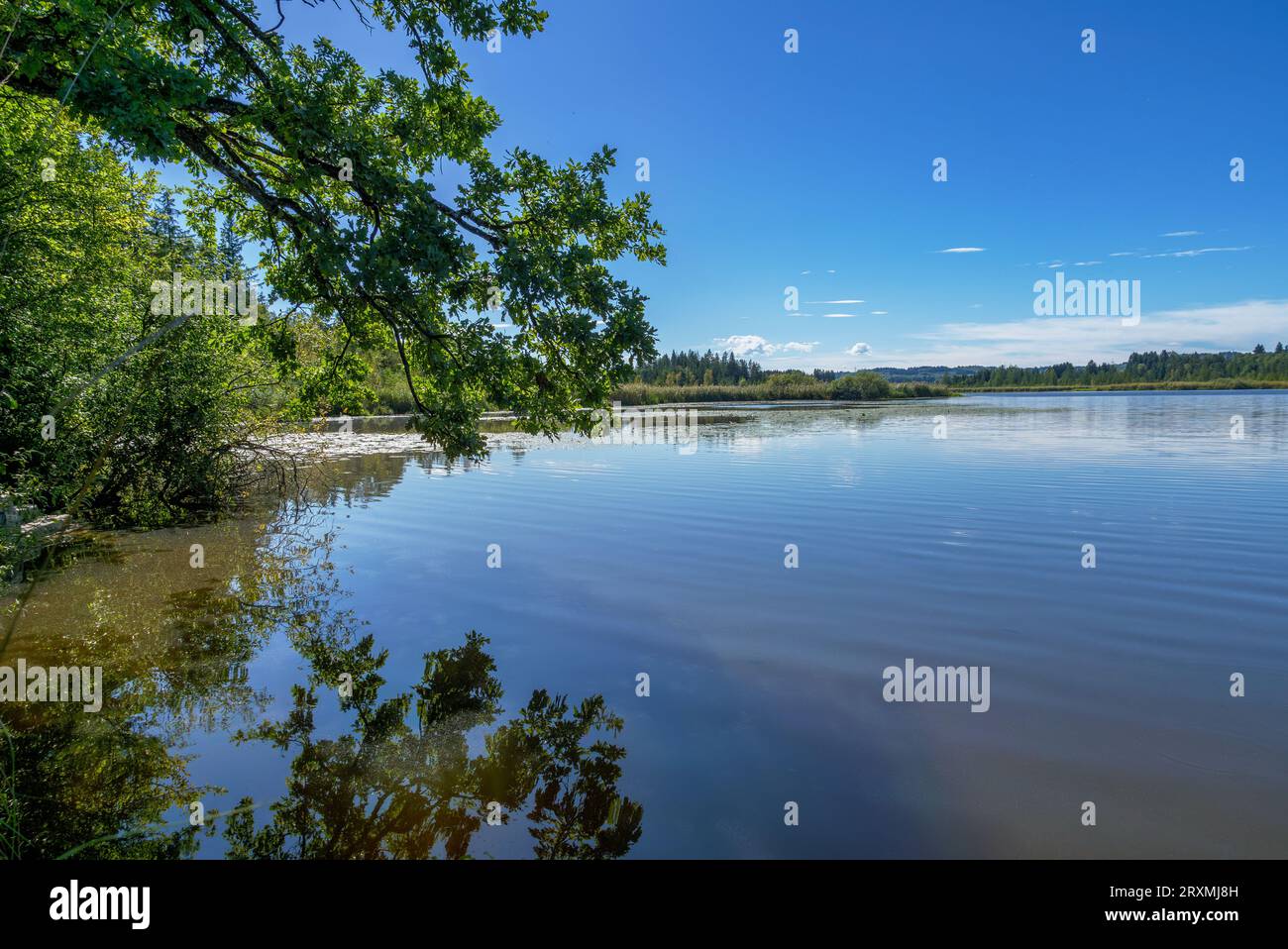 Maisinger See nature reserve near Maising, Upper Bavaria, Bavaria ...