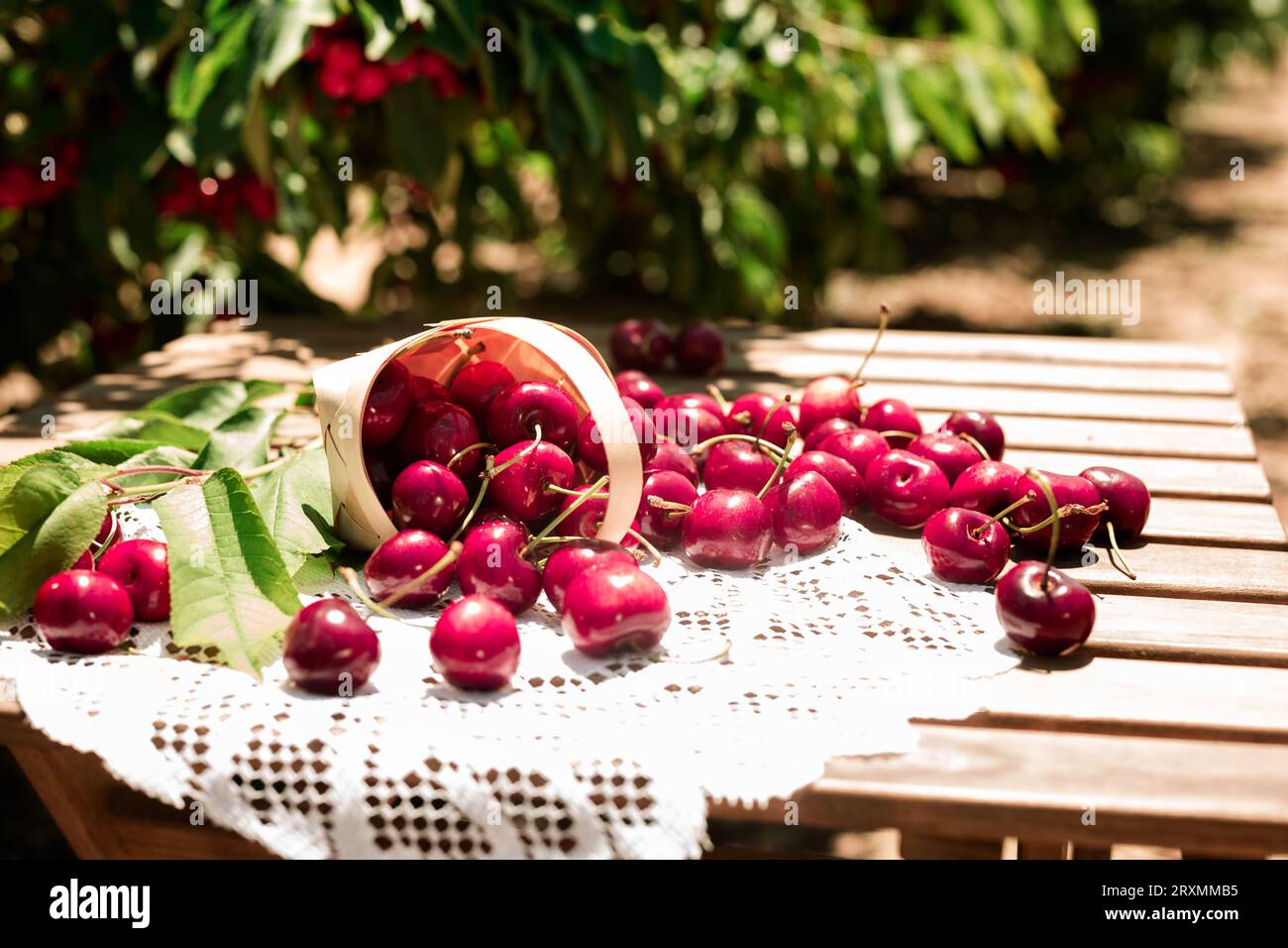 Ripe juicy cherry berry in wicker basket on lace napkin on table in cherry garden Stock Photo