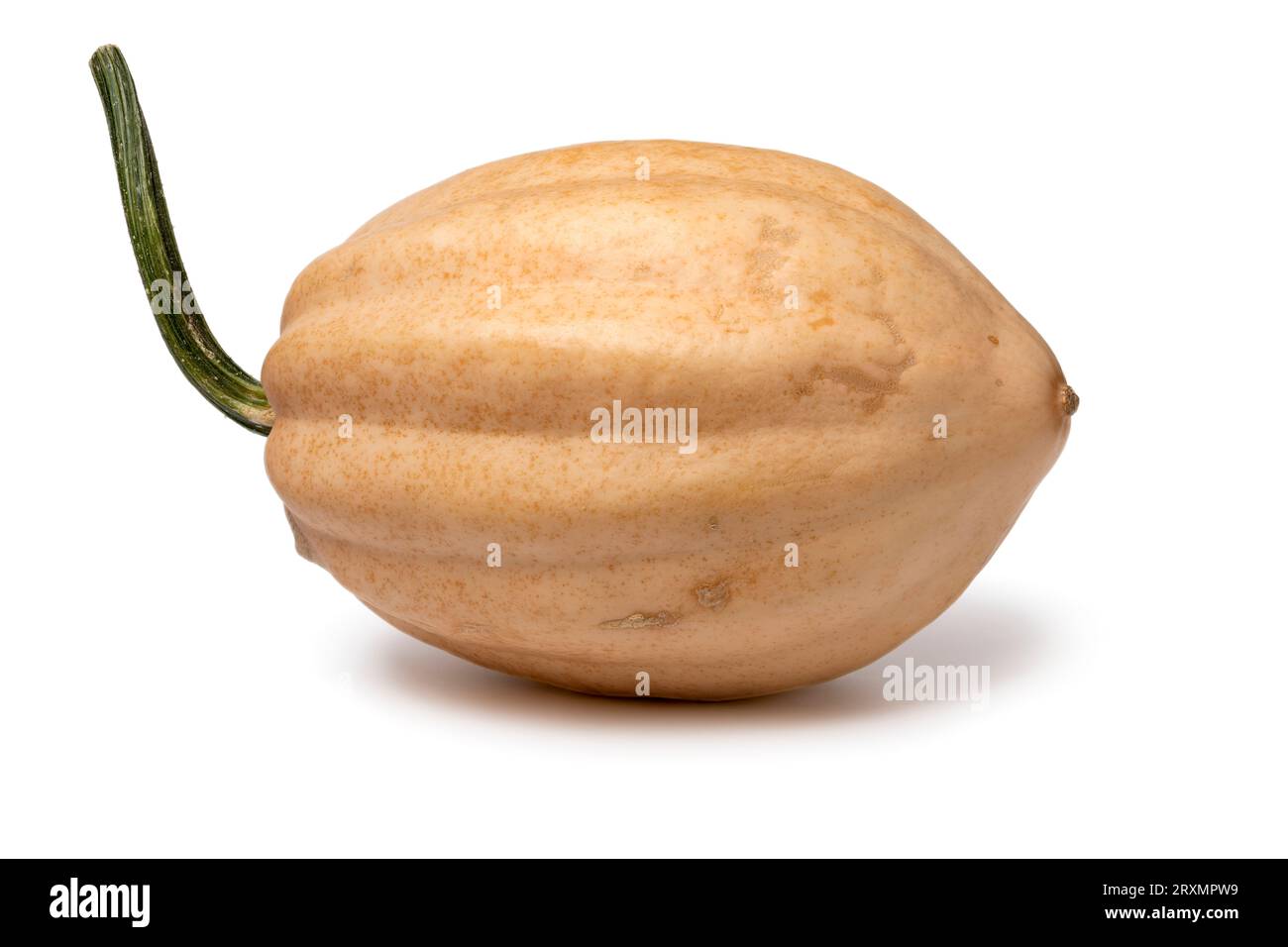Single whole fresh Baked potato Acorn Squash isolated on white background close up Stock Photo