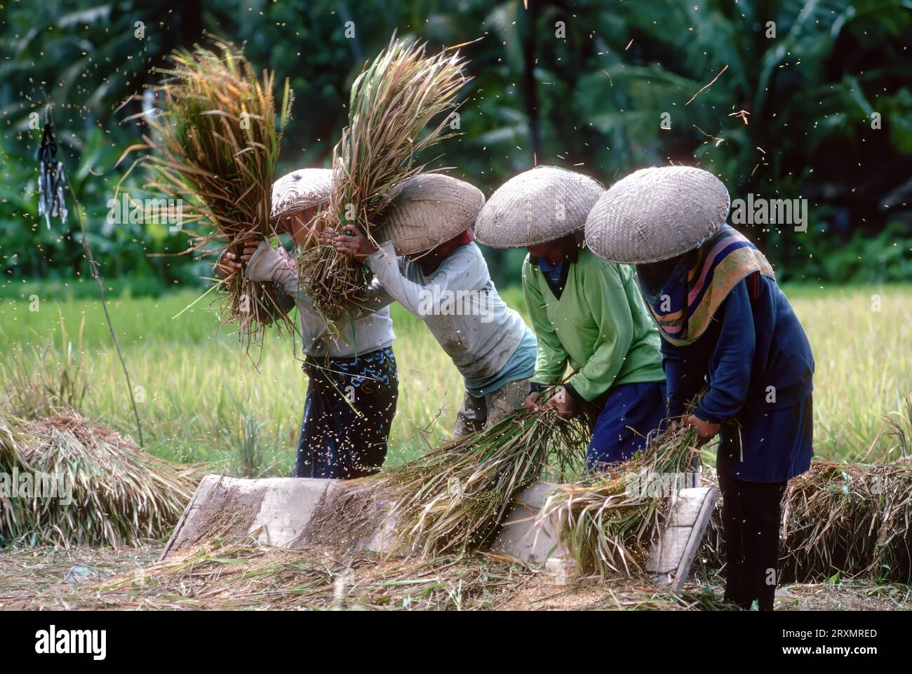 IDN, Indonesien, Bali: Reisernte auf der Insel Bali. Die Spreu wird im Wind von den Reiskoernern getrennt | IDN, Indonesia, Bali: rice harvest. The chaff is being separated from the rice grains Stock Photo