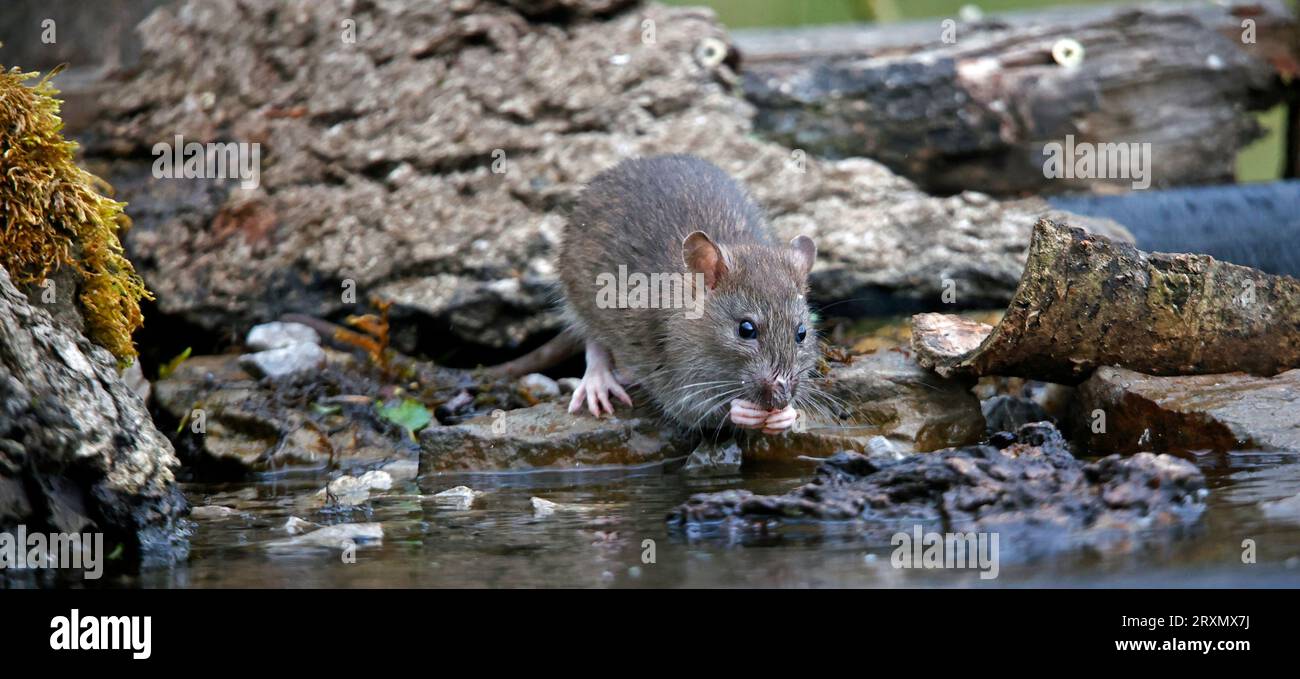 Brown rats down on the farm Stock Photo
