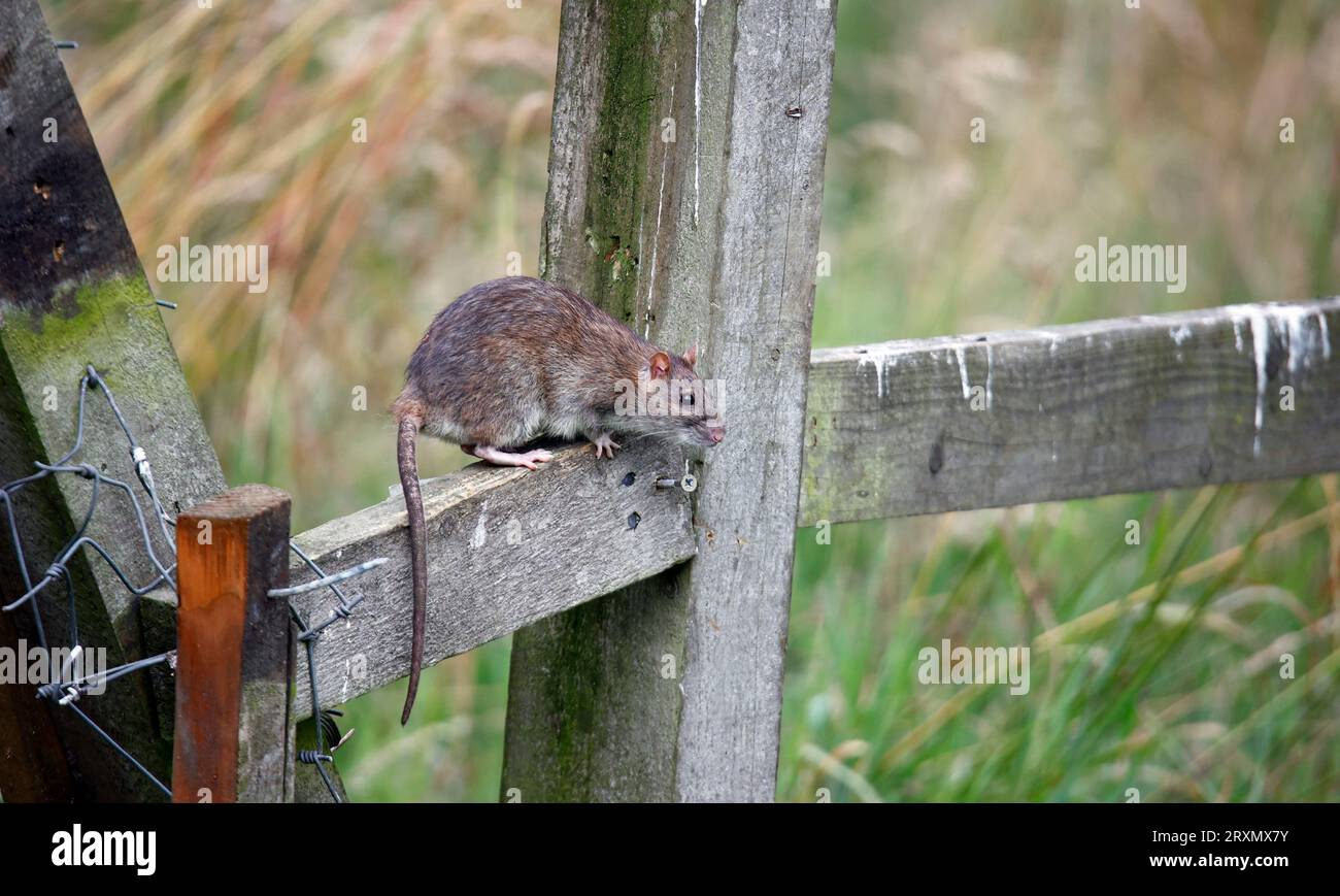 Brown rats down on the farm Stock Photo
