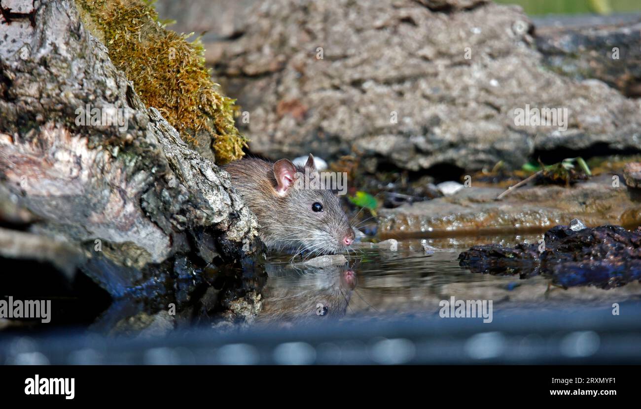 Brown rats down on the farm Stock Photo - Alamy