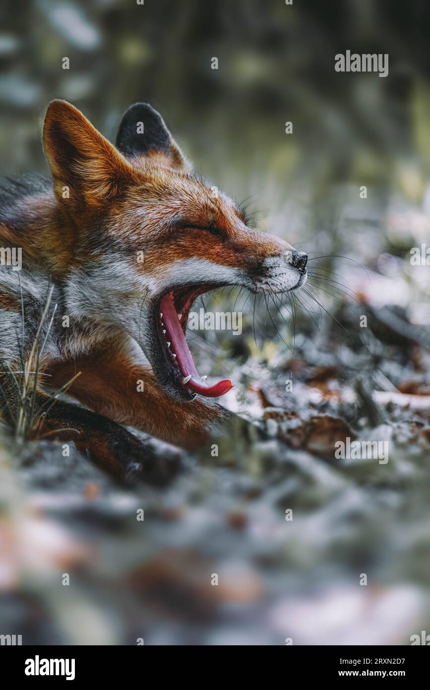 What a sleep Stock Photo - Alamy
