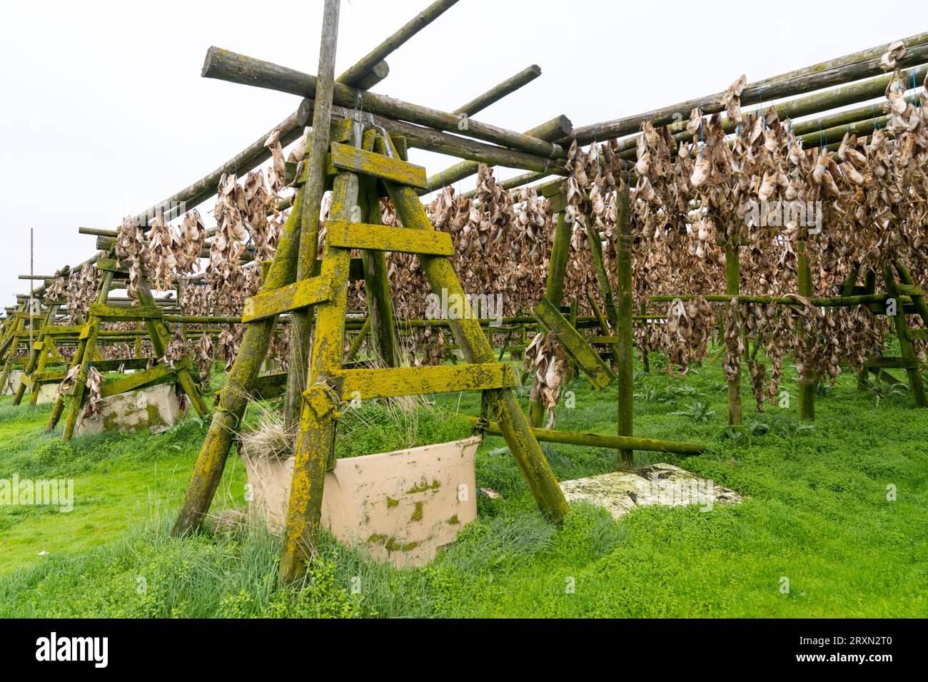 Haddock and Cod fish drying racks in Hafnarfjordur Iceland, Fish farm