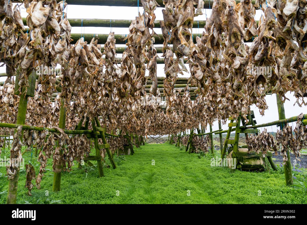 Haddock and Cod fish drying racks in Hafnarfjordur Iceland, Fish farm