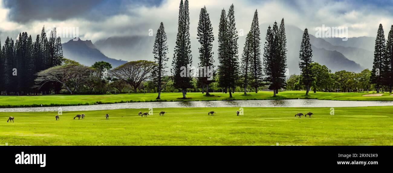 Nene geese grazing on green grass with river flowing in background, Hawaii, USA Stock Photo