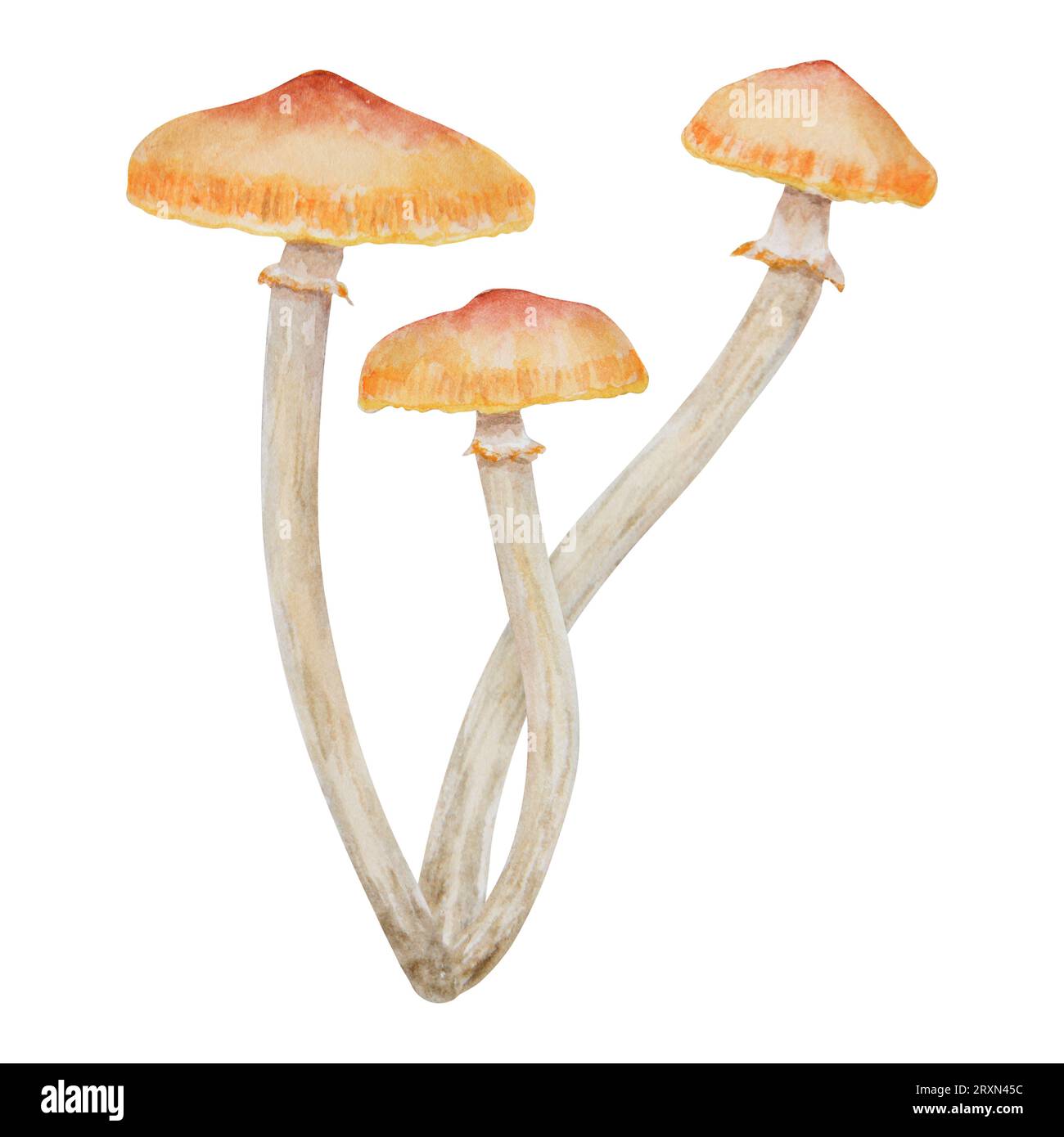 Watercolor hand drawn illustration of poisonous mushroom. Galerina marginata, toadstool clip art for cards, fairy tales, book, magic prints, eco Stock Photo