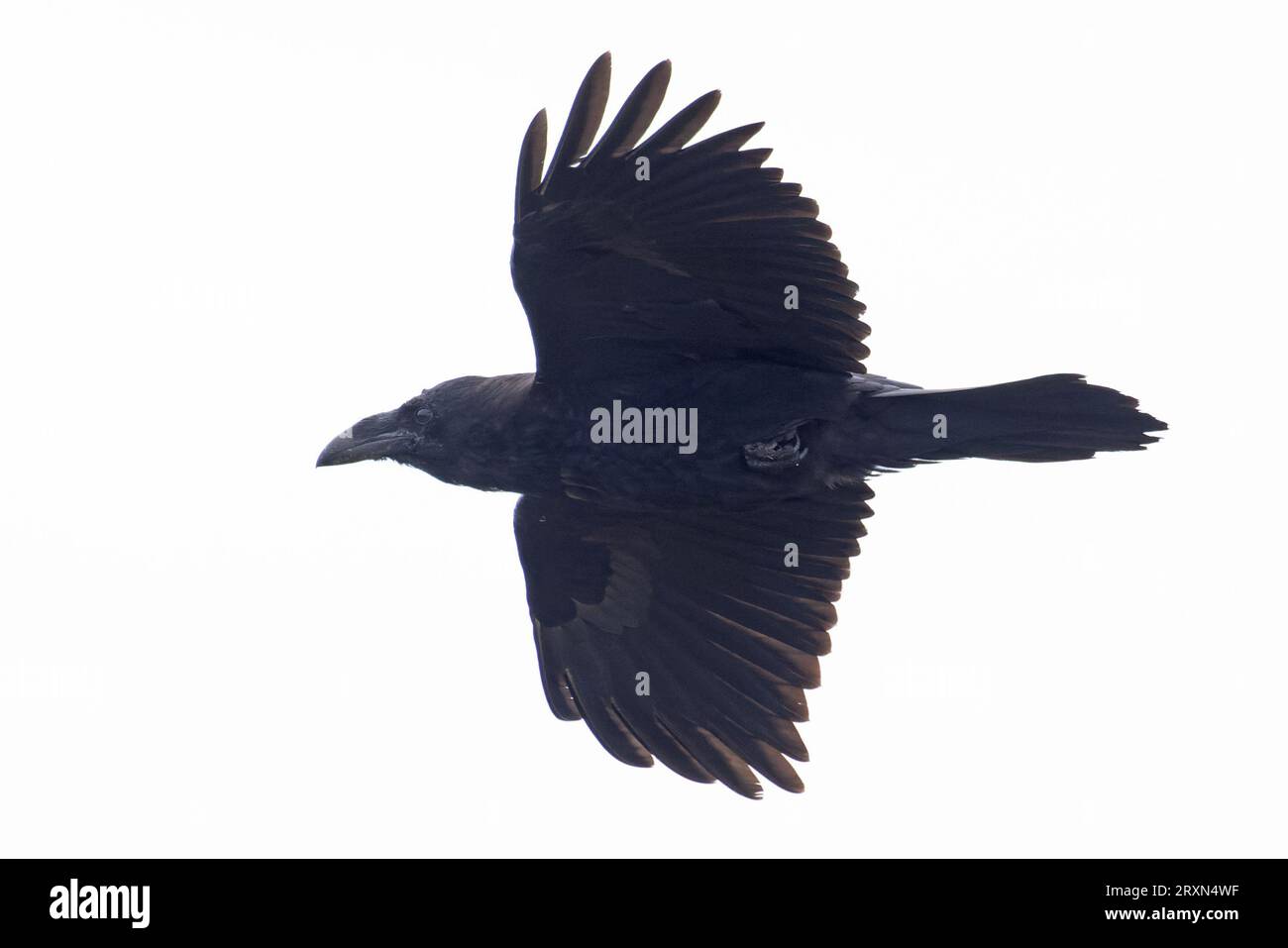 Northern Raven (Corvus corax) Cornwall August 2023 Stock Photo