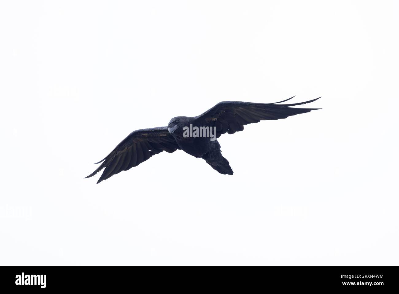 Northern Raven (Corvus corax) Cornwall August 2023 Stock Photo