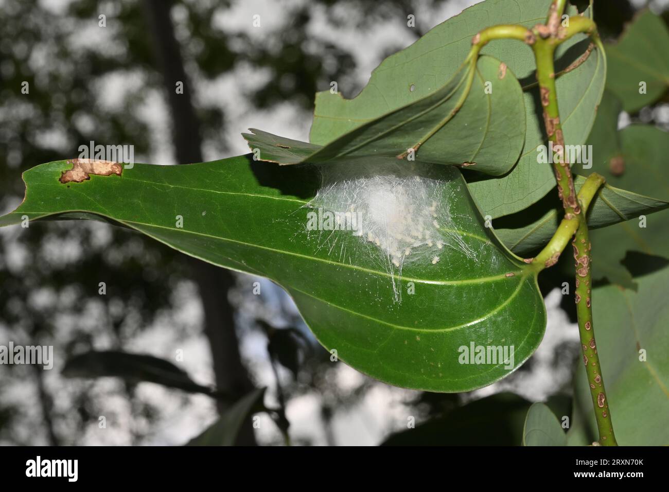 Low angle view of a spider nest created by joining two cinnamon leaves with the tiny spiderlings (Baby spiders) in silky nest Stock Photo