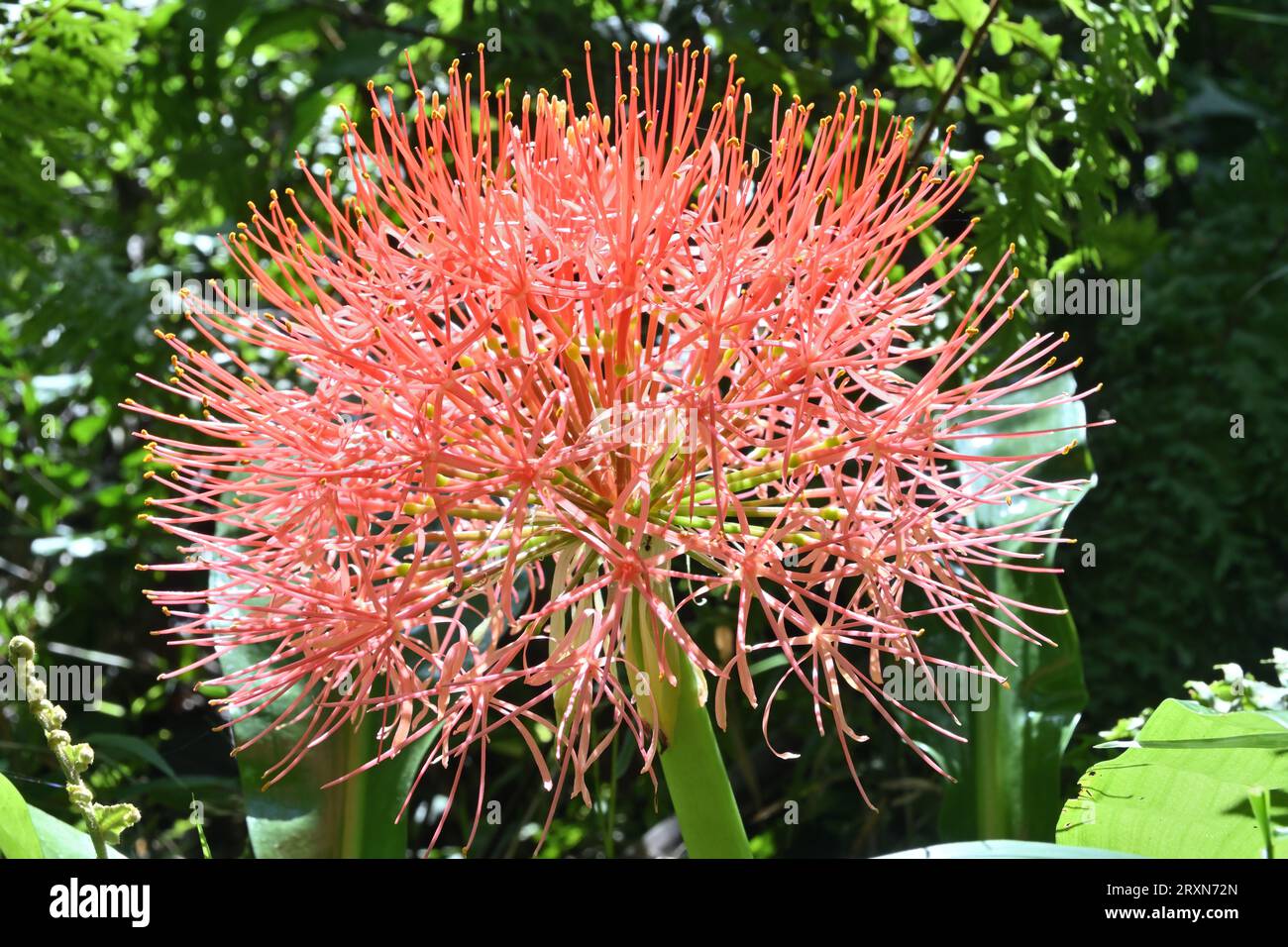 Closeup side view of a globe shaped red flower inflorescence known as the Fireball lily (Scadoxus Multiflorus) bloom in the garden Stock Photo