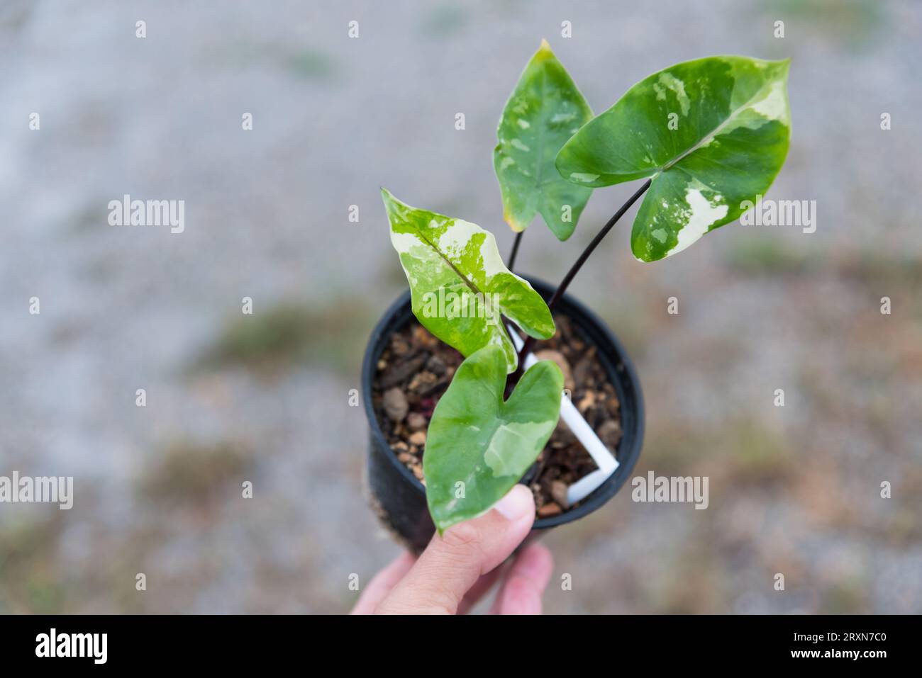 Alocasia macrorrhiza black stem hi-res stock photography and images - Alamy
