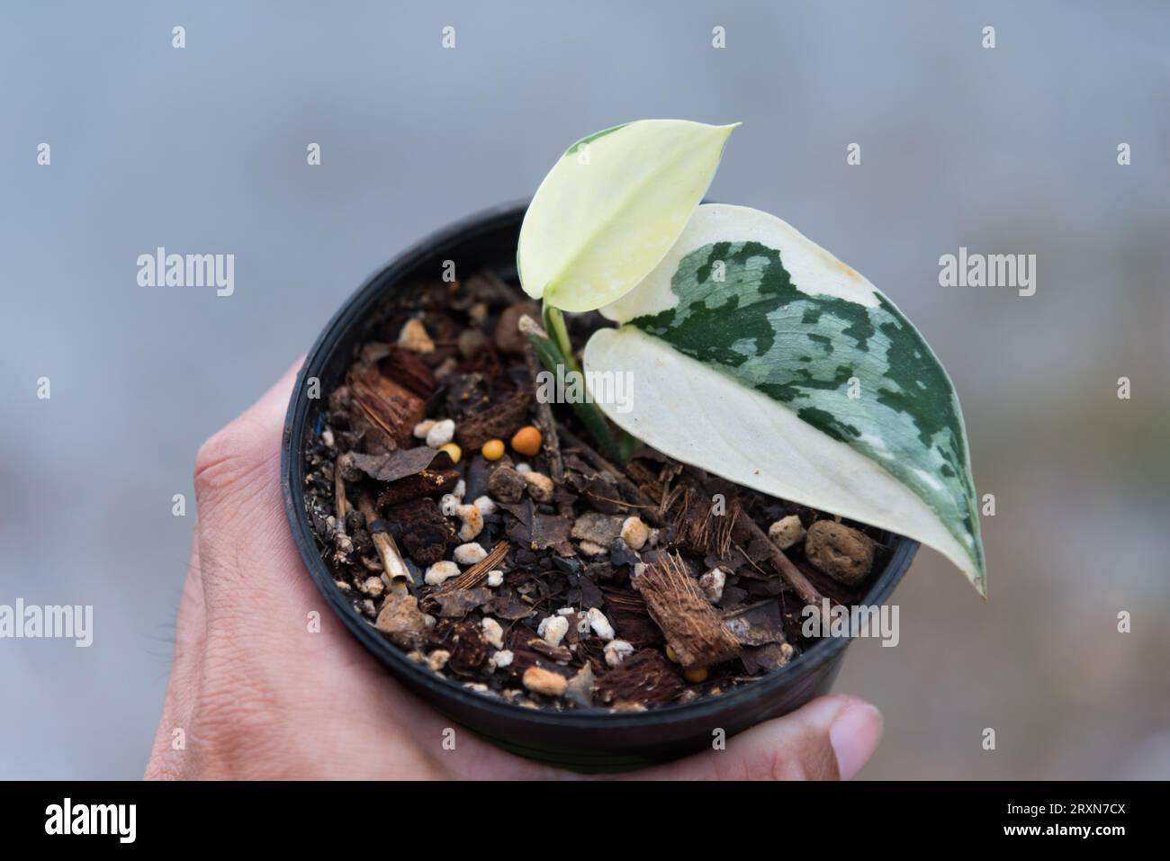 Scindapsus mayari hi-res stock photography and images - Alamy