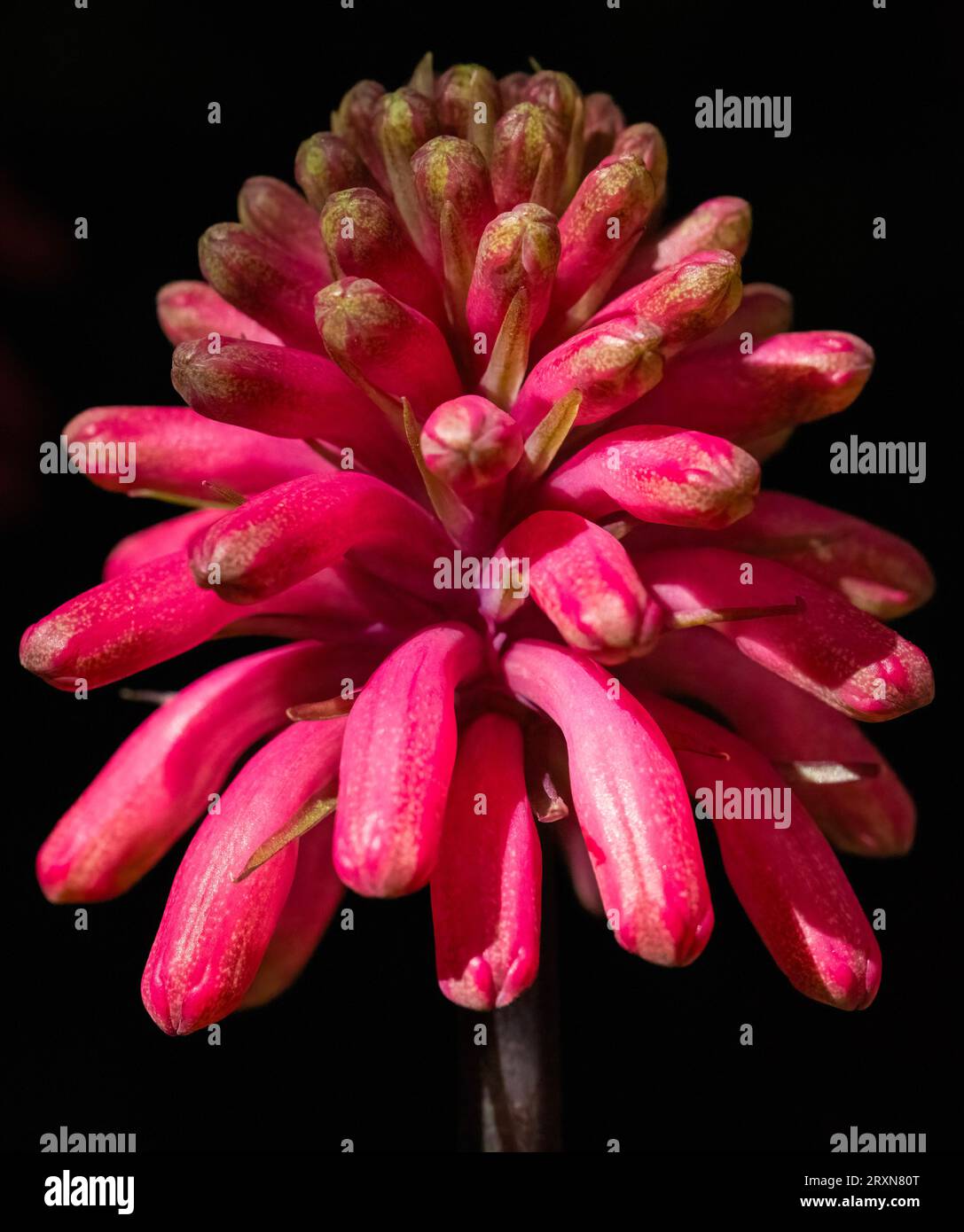 Close-up of a Sandlelie (Veltheimia capensis). Stock Photo