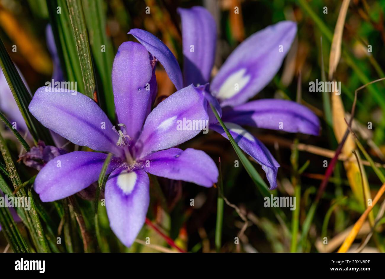 Pretty dwarf perennial. A close up of a Babiana, also known as a Bobbejaantjie (Babiana ambigua) whose corms are favoured by baboons andd porcupines. Stock Photo