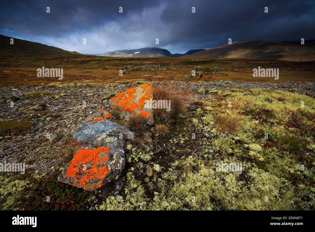 Orange lichen on rocks in Dovrefjell national park, Dovre, Norway, Scandinavia. Stock Photo