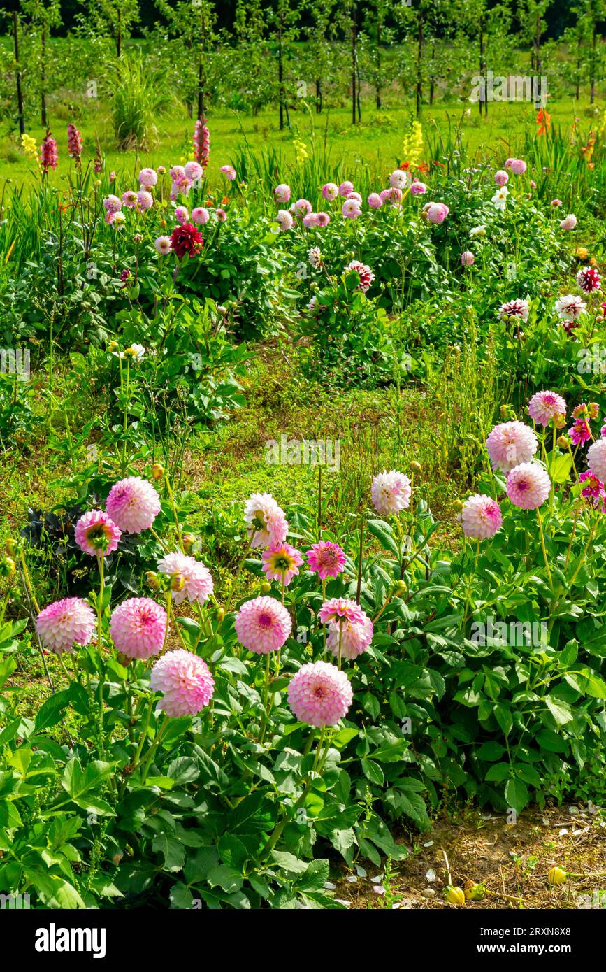 Chrysanthemums flowering plants of the genus Chrysanthemum in the