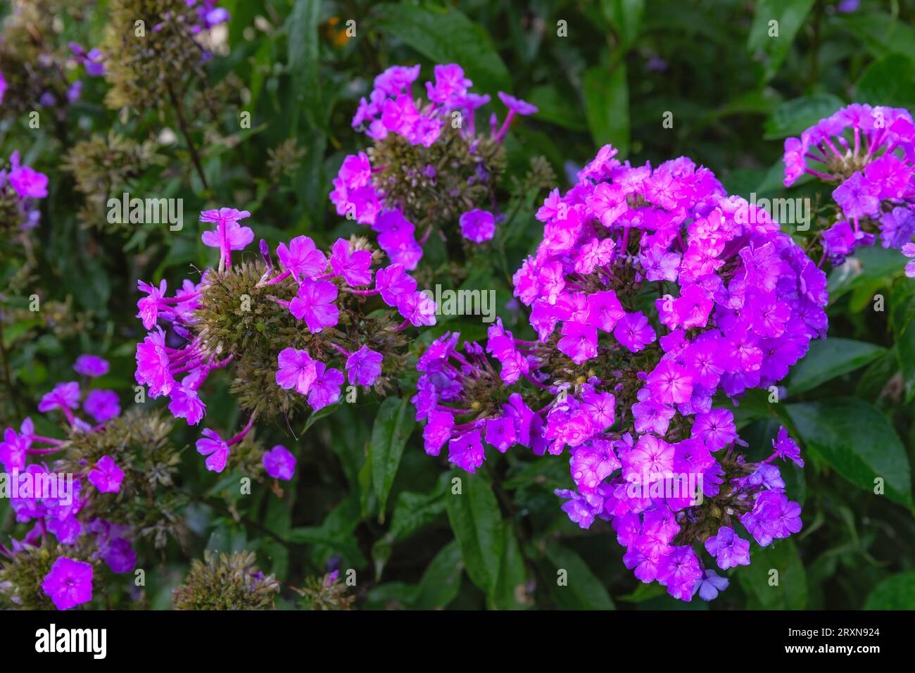 Scences and close ups of plants and flowers with in this public garden. Stock Photo
