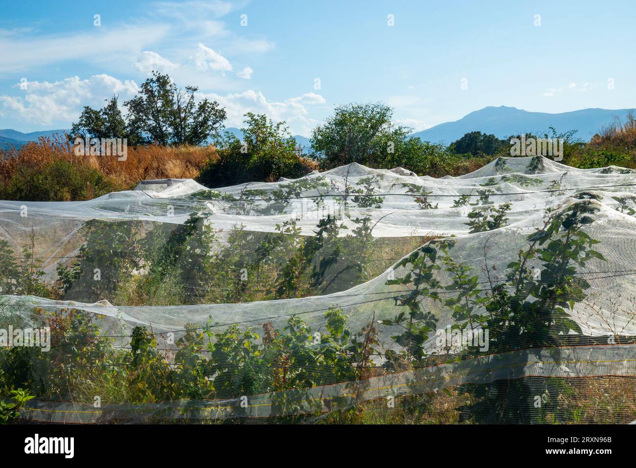 Cultivo de plantaciones hi-res stock photography and images - Alamy