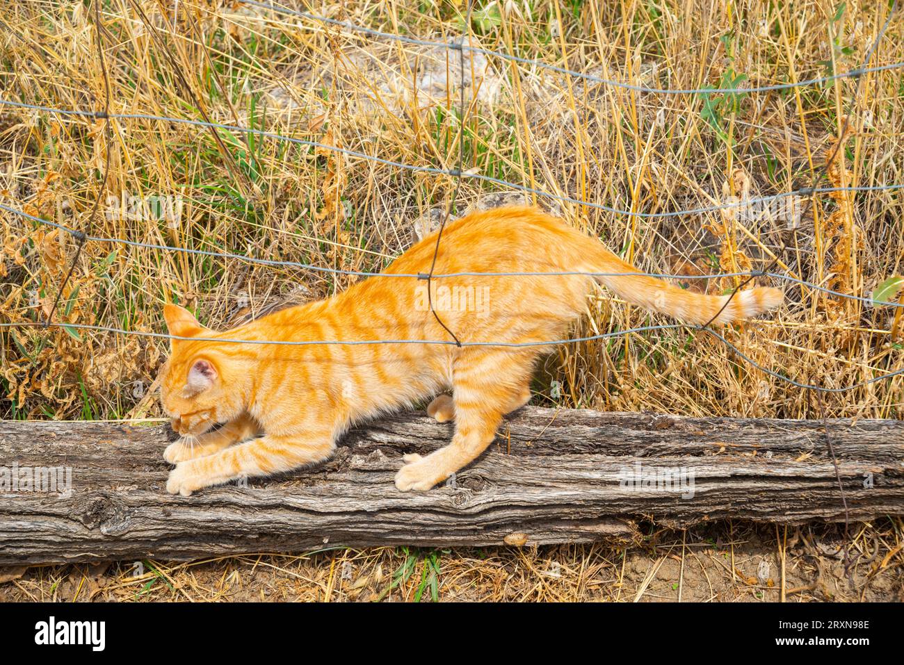 Orange tabby cat scratching a tree trunk. Stock Photo