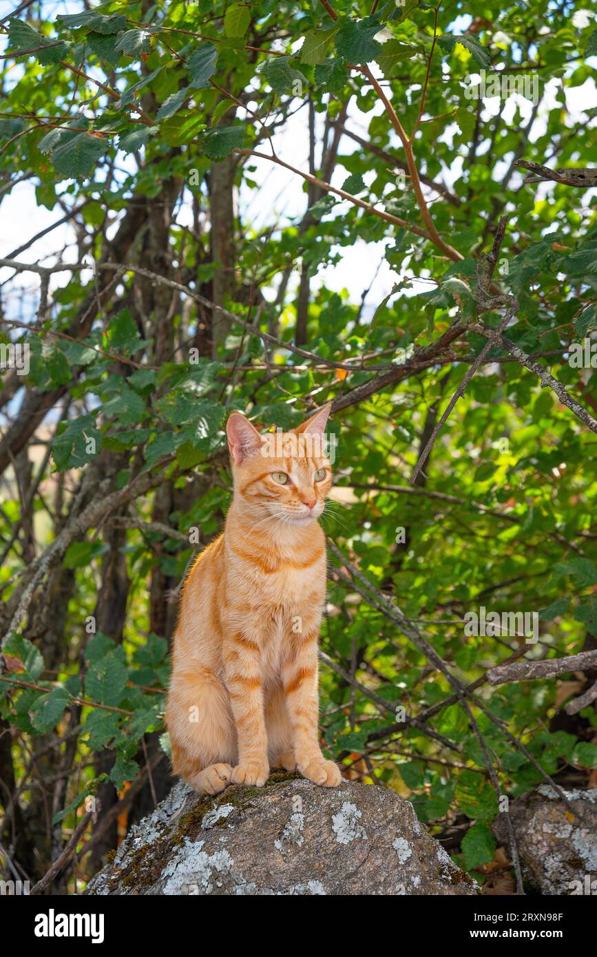 Orange tabby cat in nature Stock Photo - Alamy