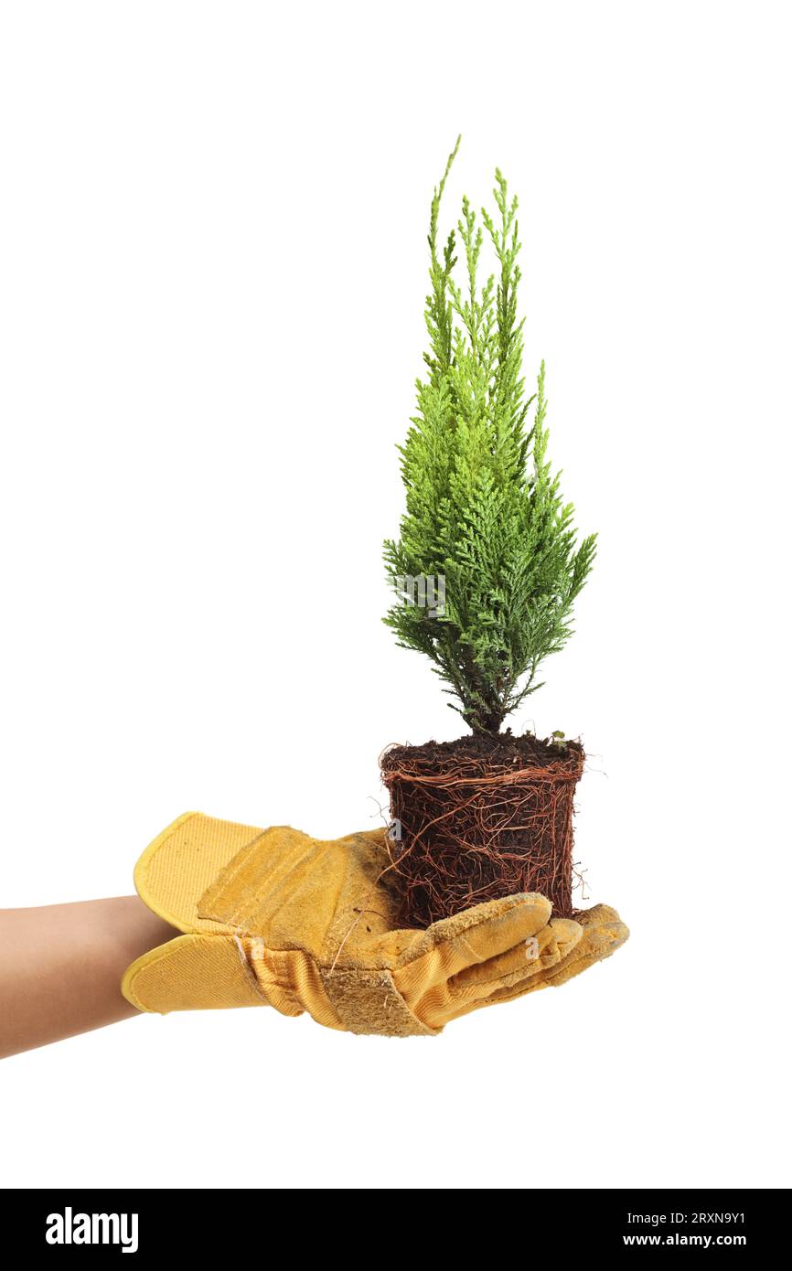 Hand with a gardening glove holding a small evergreen tree with roots and earth isolated on white background Stock Photo