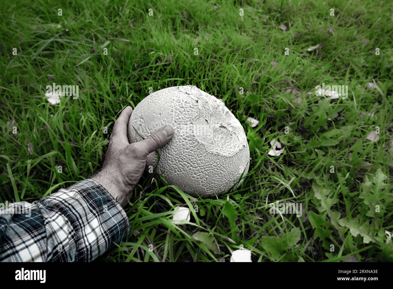 White huge mushroom in a grass. Massive mushroom. Mushroom picking