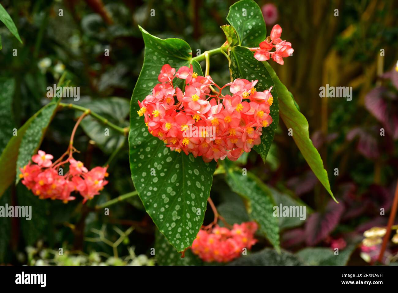 Scarlet begonia (Begonia coccinea) is an ornamental perennial plant native to Mata Atlantica