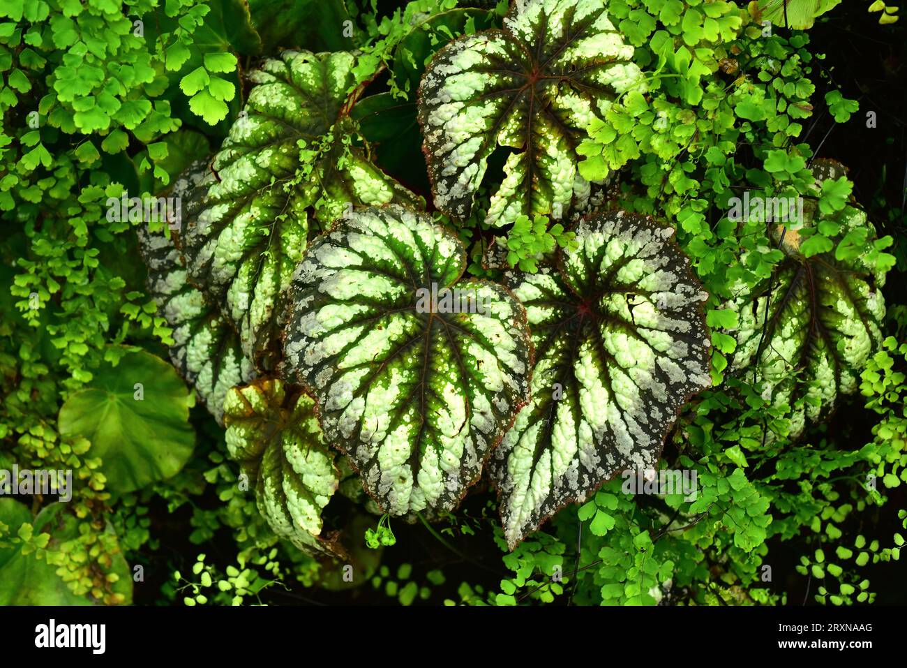 Begonia rex is an ornamental perennial plant native to tropical Asia. Around it venus hair fern (Adiantum capillus-veneris). Stock Photo