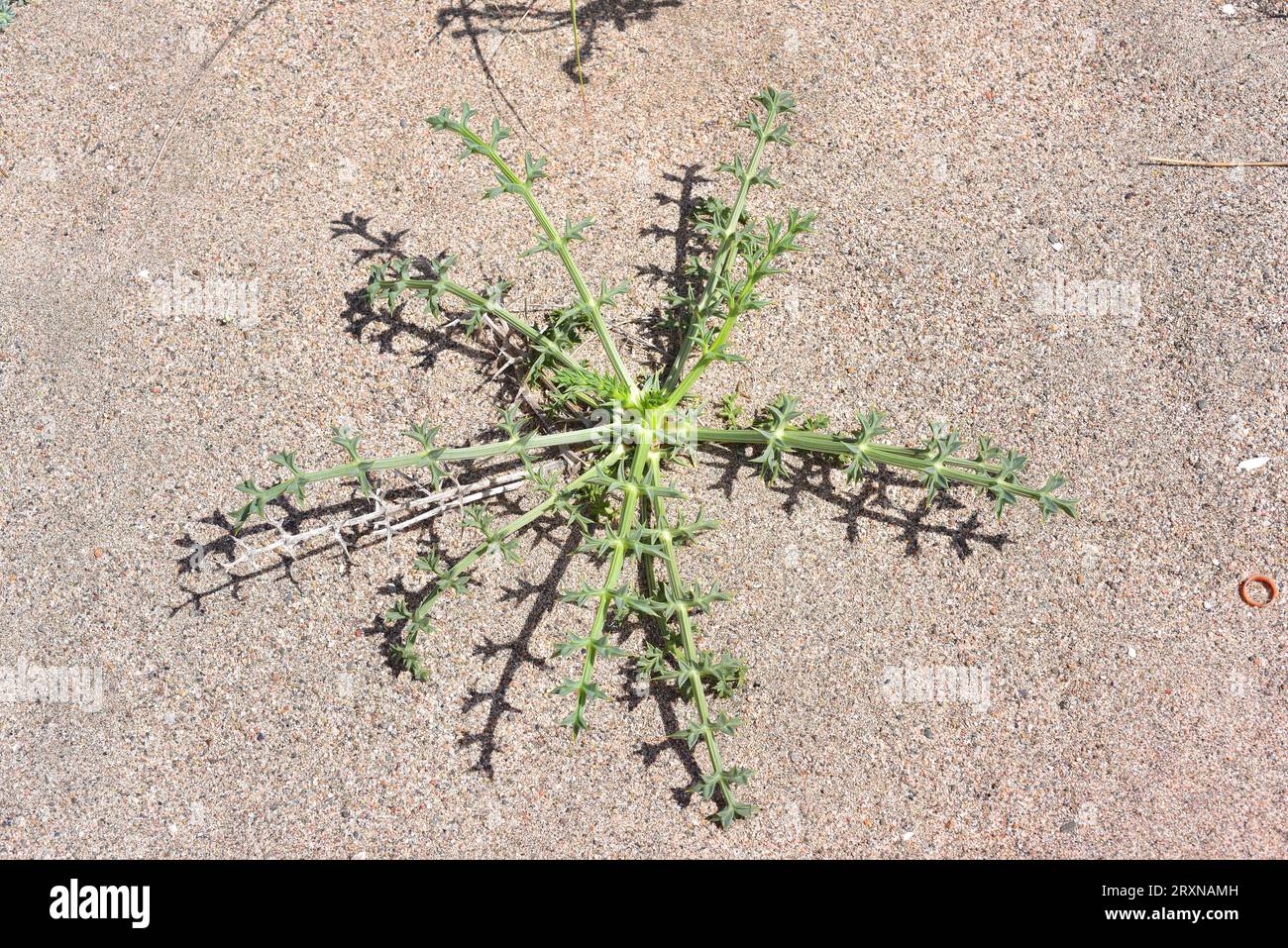 Prickly parsnip (Echinophora spinosa) is a perennial spiny plant native to western Mediterranean basin coasts. Young specimen. This photo was taken in Stock Photo