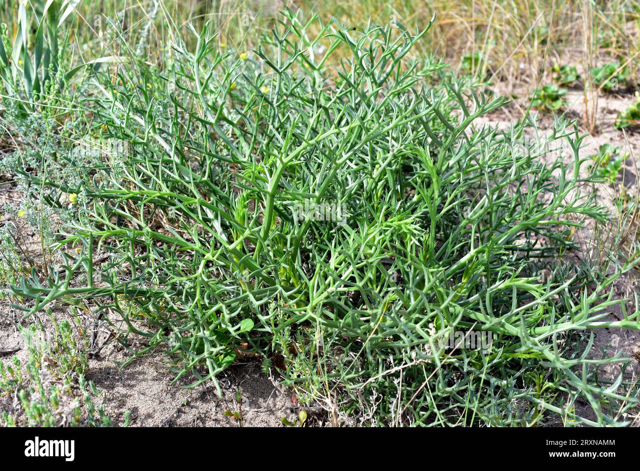 Prickly parsnip (Echinophora spinosa) is a perennial spiny plant native to western Mediterranean basin coasts. This photo was taken in Pals, Girona, C Stock Photo