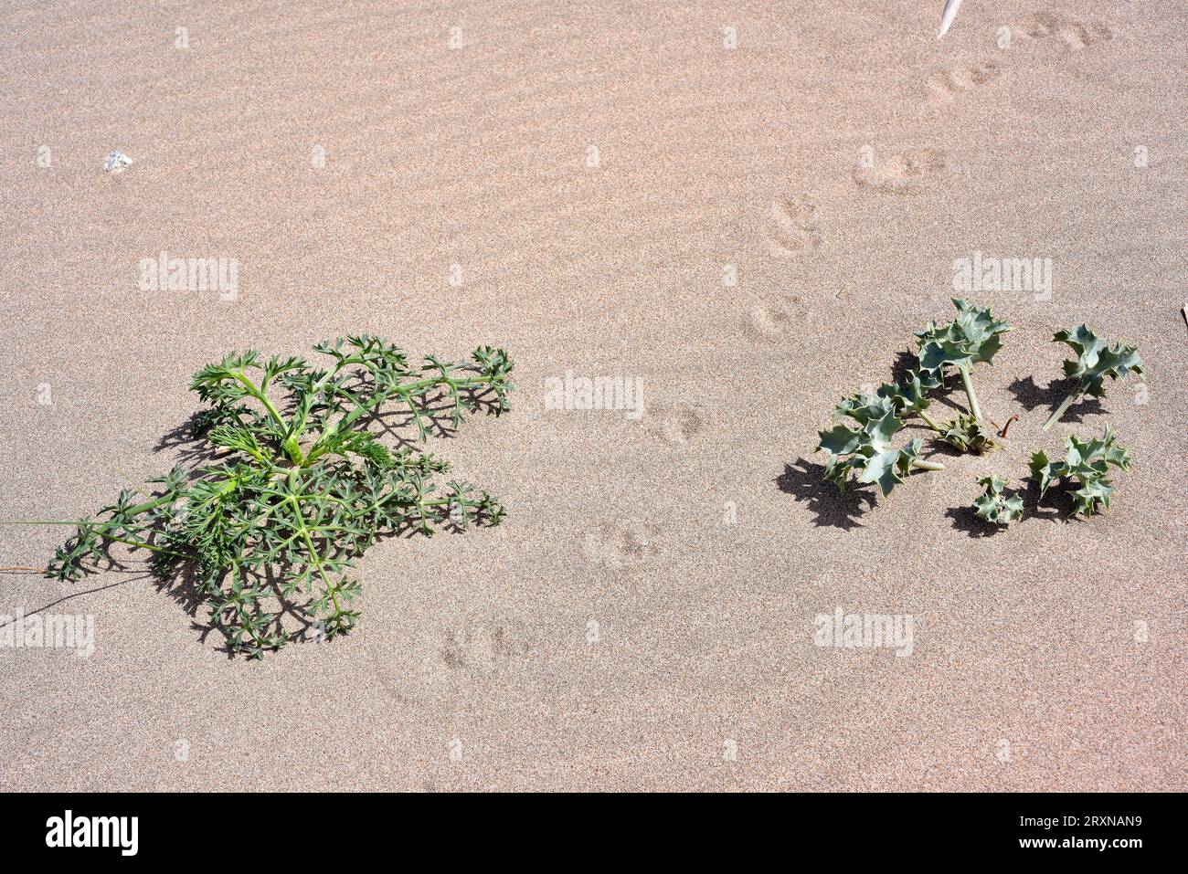 Prickly parsnip at left and sea holly at right. Prickly parsnip (Echinophora spinosa) is a perennial spiny plant native to western Mediterranean basin Stock Photo