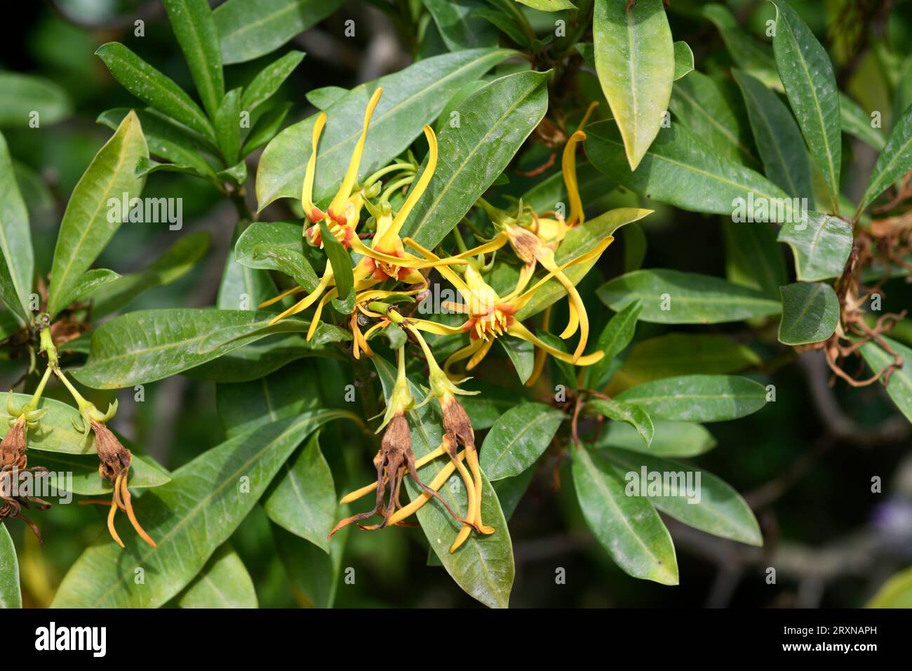 Forest poison rope (Strophanthus speciosus) is a medicinal shrub or small tree native to southern Africa. Flowers detail. Stock Photo